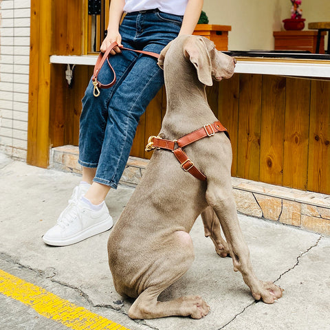 Dog Harness & Leash Set - Premium Leather - Adjustable Fit