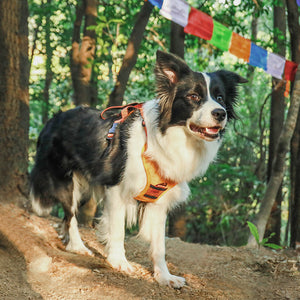 Retractable Dog Leash - Vest Harness Set - Adjustable